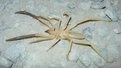 Spiders camouflage camel spider