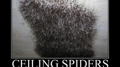 Spiders ceiling
