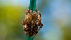 Spiders close-up