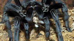 Spiders giant insects