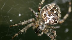 Spiders insects arachnids