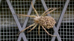 Spiders insects arachnids