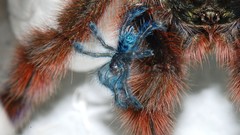 Spiders insects arachnids