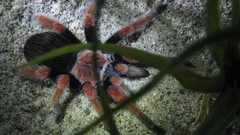 Spiders insects arachnids