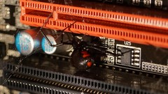 Spiders insects BlackWidow