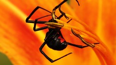 Spiders insects BlackWidow
