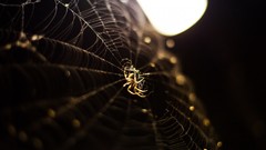 Spiders insects bokeh spider webs