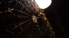 Spiders insects bokeh spider webs depth of field
