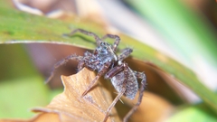 Spiders insects bugs insect