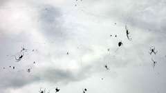 Spiders insects clouds sky
