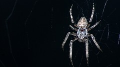 Spiders insects creepy