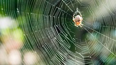 Spiders insects spider webs