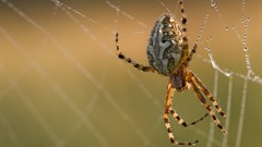 Spiders insects spider webs