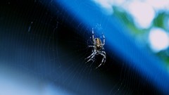 Spiders insects spider webs