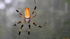 Spiders insects spider webs