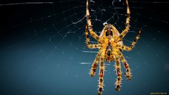 Spiders insects spider webs