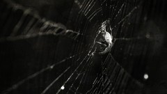 Spiders insects spider webs