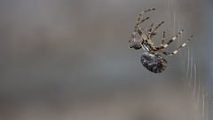 Spiders insects spider webs