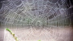 Spiders insects spider webs