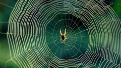 Spiders insects spider webs wildlife