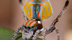 Spiders makro insect close-up