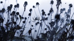 Spiders Plants insects monochrome spider webs creepy
