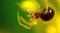 Spiders Ray Schönberger Photography