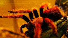 Spiders spider insect