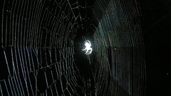 Spiders spider webs