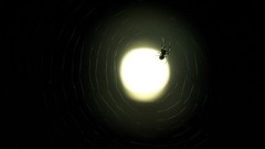 Spiders spider webs
