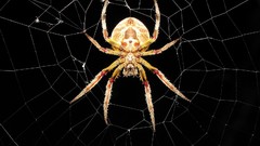 Spiders spider webs arachnids