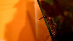 Spiders spider webs tarantula