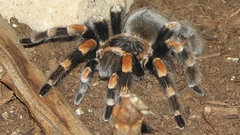 Spiders tarantula arachnids