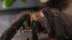 Spiders tarantula arachnids