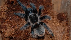 Spiders tarantula arachnids