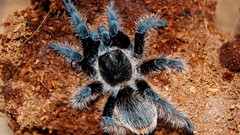 Spiders tarantula arachnids