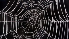 Spiders web high insect