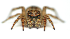 Spiders white background arachnids