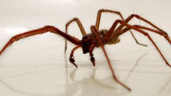 Spiders white background arachnids