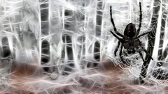 Spiders widescreen multiscreen Fractalius