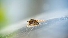 spiderwebs spider macro blurred bokeh insect Animals