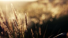 spikelets nature bokeh sunlight Plants outdoors