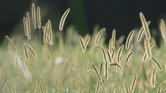spikelets nature grass Plants