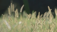 spikelets nature Plants