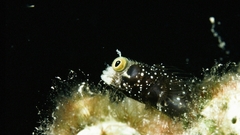 Spinosa fish high Aquarium