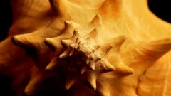 Spirals digital art Fibonacci golden ratio