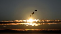 Spirit seagulls skyscapes Birds