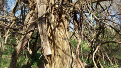 Spooky tree high nature