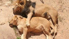 Spoons national geographic