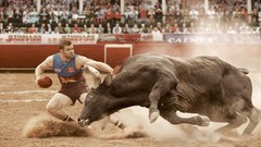 Sports Fighting Bull